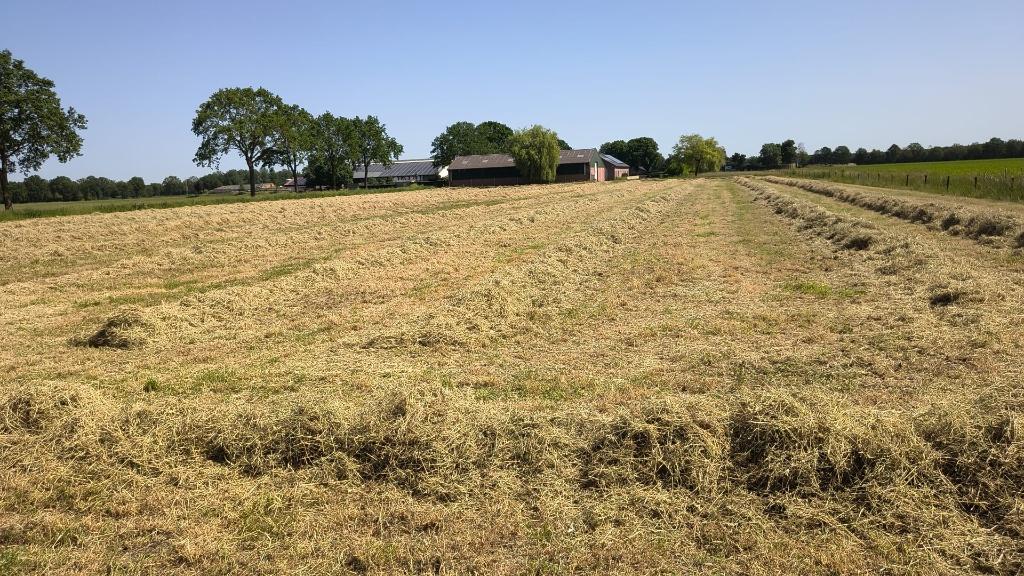 mooie kleine pakken hooi, nog 25 stuks, Ophalen, Vee