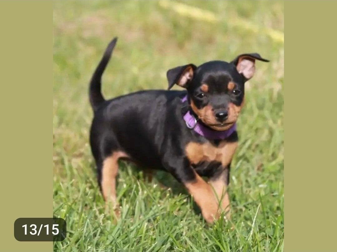 Enthousiaste lieve Dwerg Pincher puppy's aangeboden., Parvo, Overige rassen, 8 tot 15 weken, Meerdere
