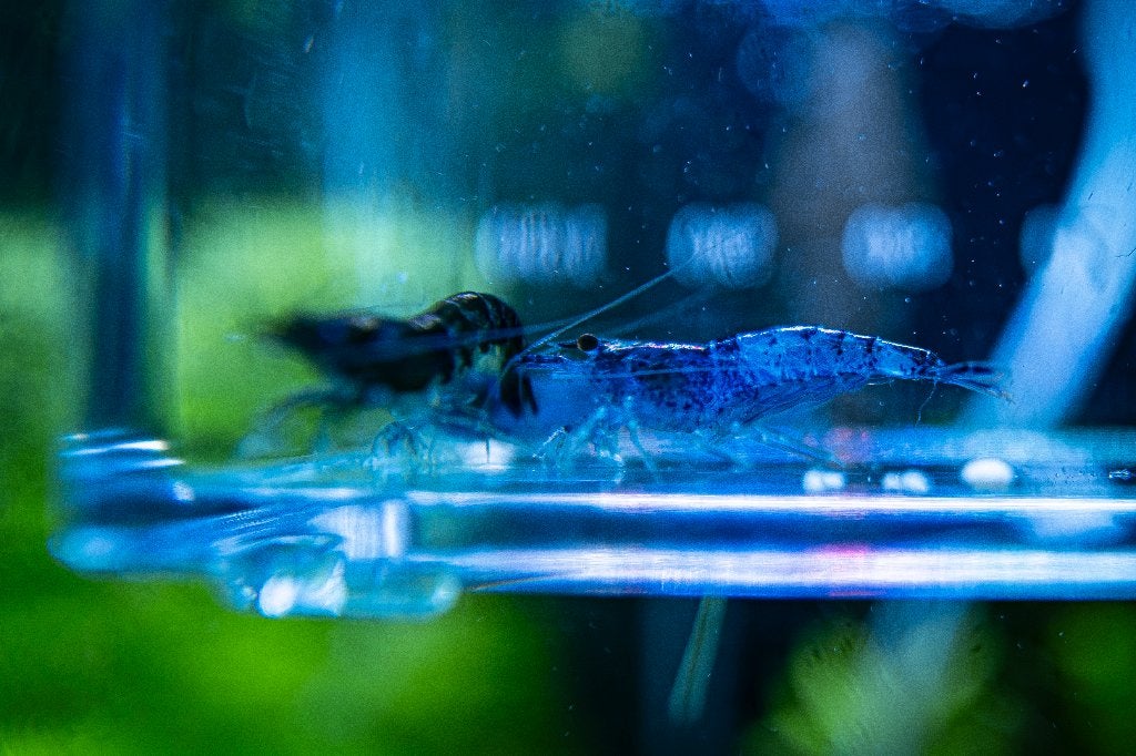 Blauwe Neocaridina-garnalen, Dieren en Toebehoren, Vissen | Aquariumvissen, Kreeft, Krab of Garnaal, Zoetwatervis