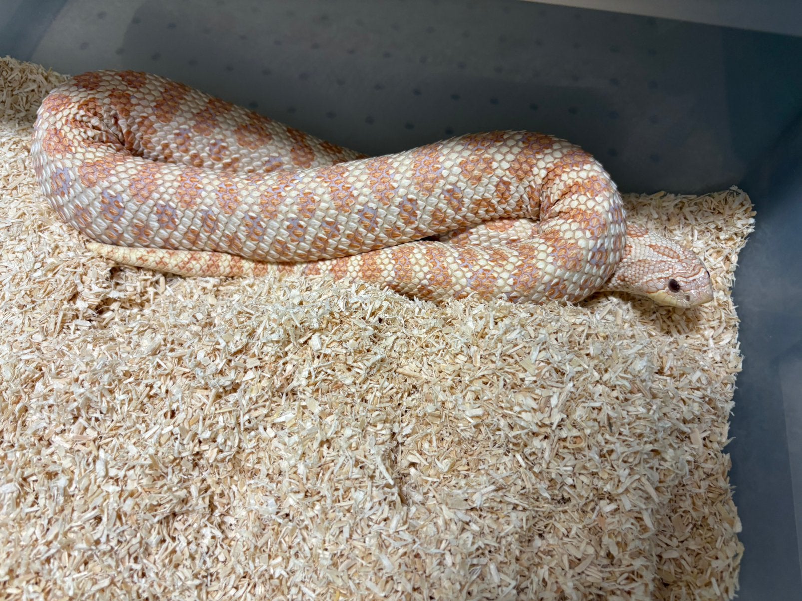 0.1 Albino het Axanthic haakneus slang te koop Hognose Snake photo 3