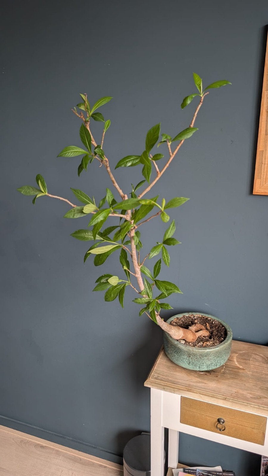 Unieke Bonsai Boom Baobap Adansonia inclusief pot, Ophalen