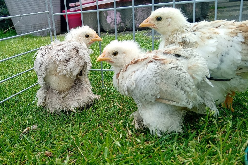 Cochin kriel kuikens, Geslacht onbekend, Kip