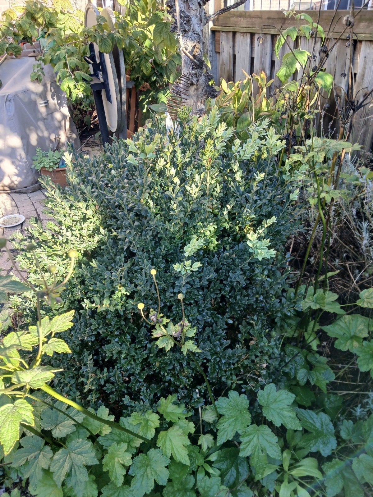 grote buxus struik, Ophalen, Buxus, Minder dan 100 cm
