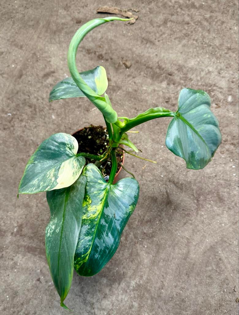 Philodendron Hastatum Variegata P12, Overige soorten, In pot, Minder dan 100 cm, Groene kamerplant