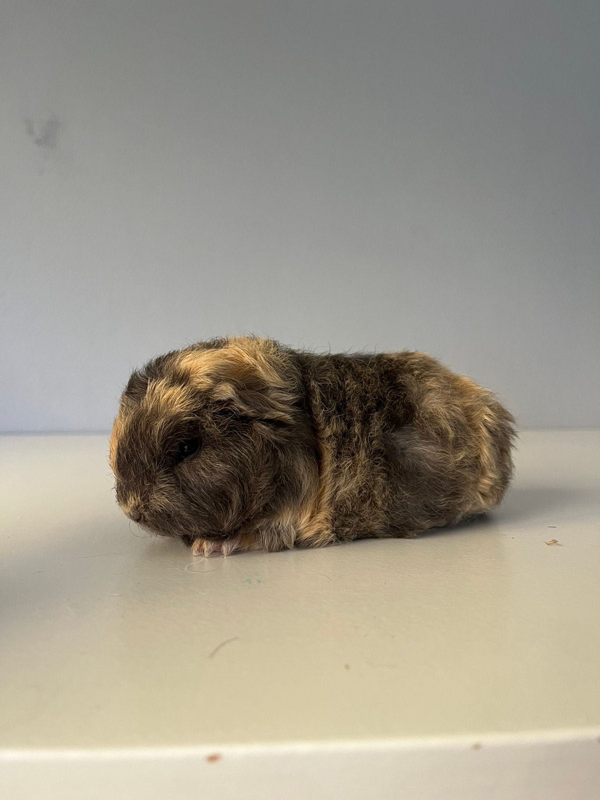 2 ch teddy cavia’s kunnen naar Zwolle, Dieren en Toebehoren, Cavia, Juni, Mannelijk, Tam