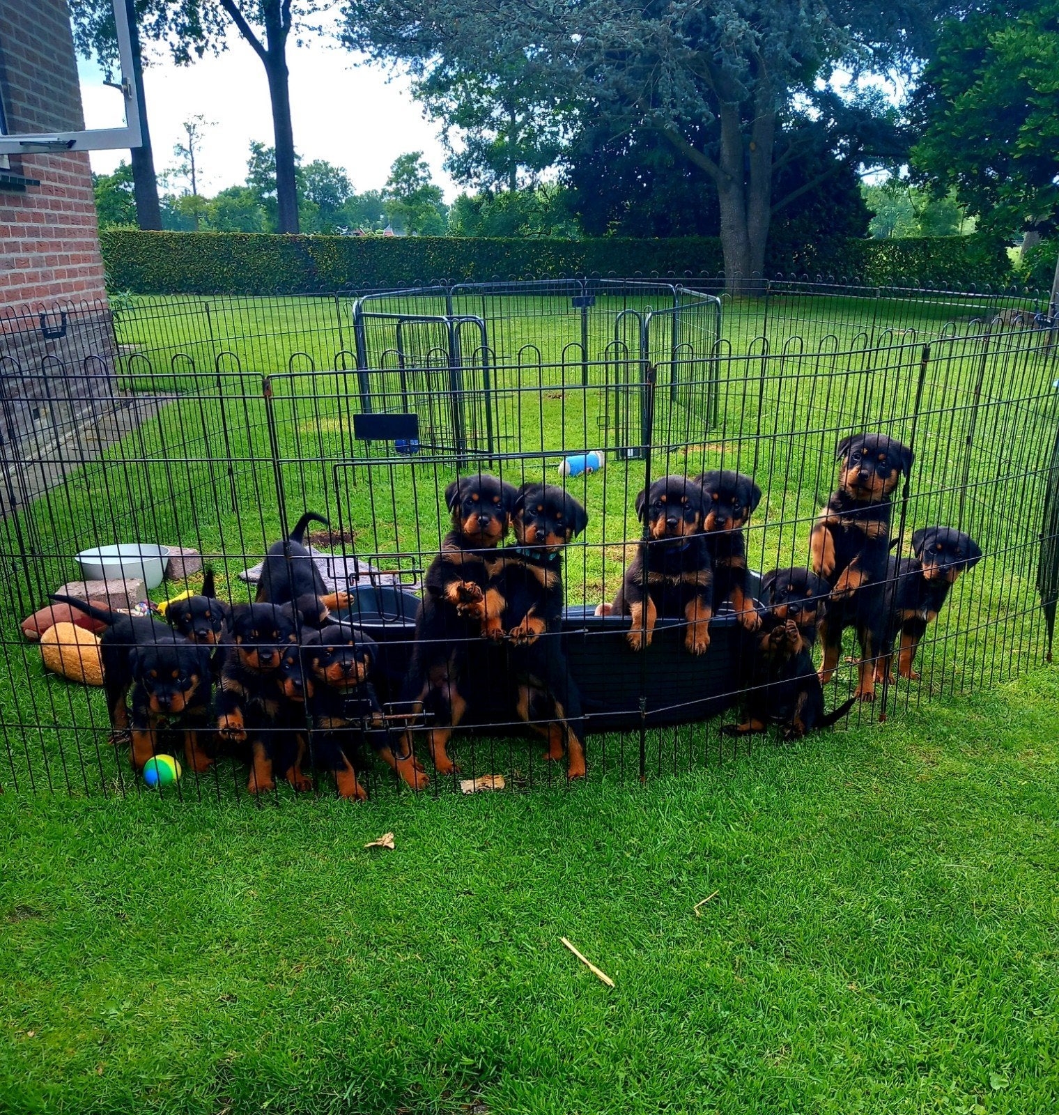 Rottweilerpups, 8 tot 15 weken, Groot, Meerdere, Meerdere dieren