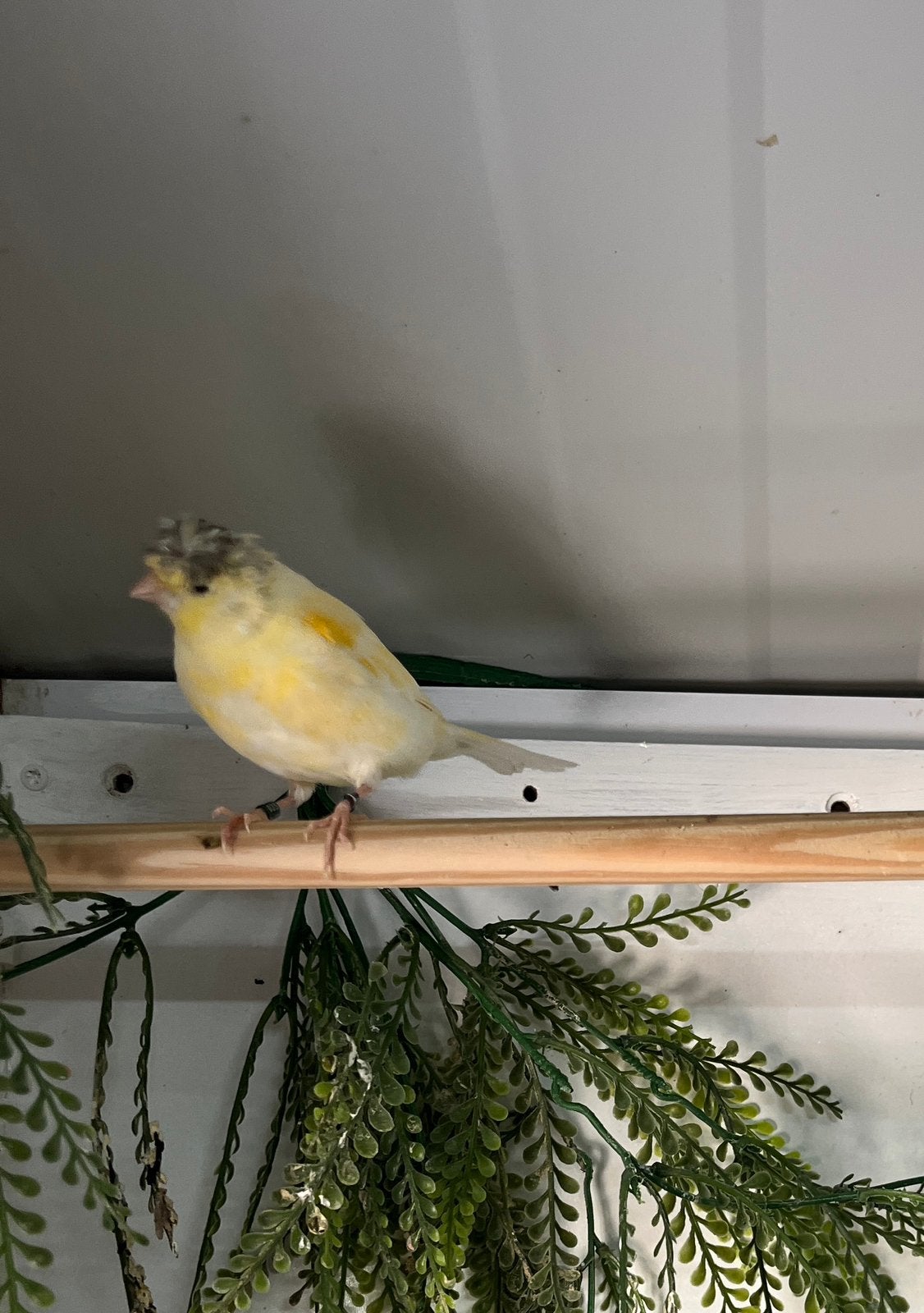 Gele Kanarie met grijze kuif, Dieren en Toebehoren, Vogels | Kanaries, Vrouwelijk, Kleurkanarie