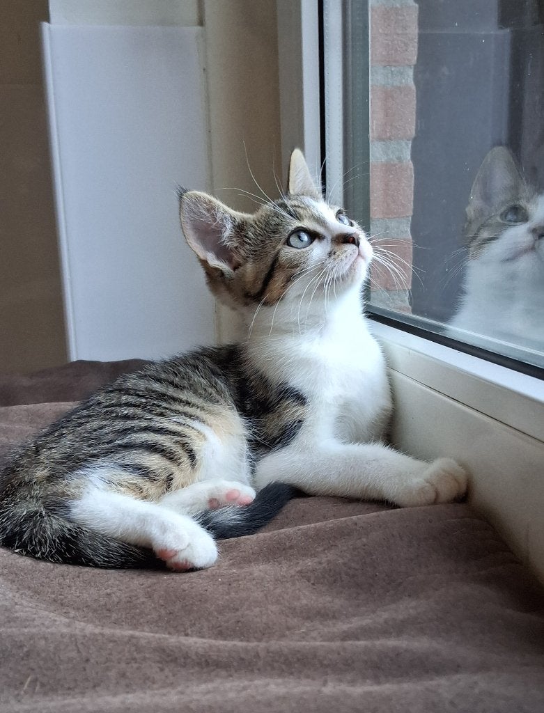 Prachtige kittens zoeken een warm mandje!, Dieren en Toebehoren, Katten en Kittens | Overige Katten, Meerdere dieren, Kortharig