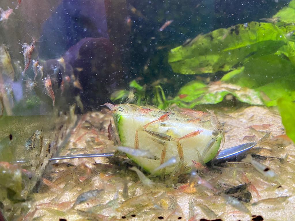 Garnalen ( kleurrijke mix ), Kreeft, Krab of Garnaal, Zoetwatervis, Schoolvis