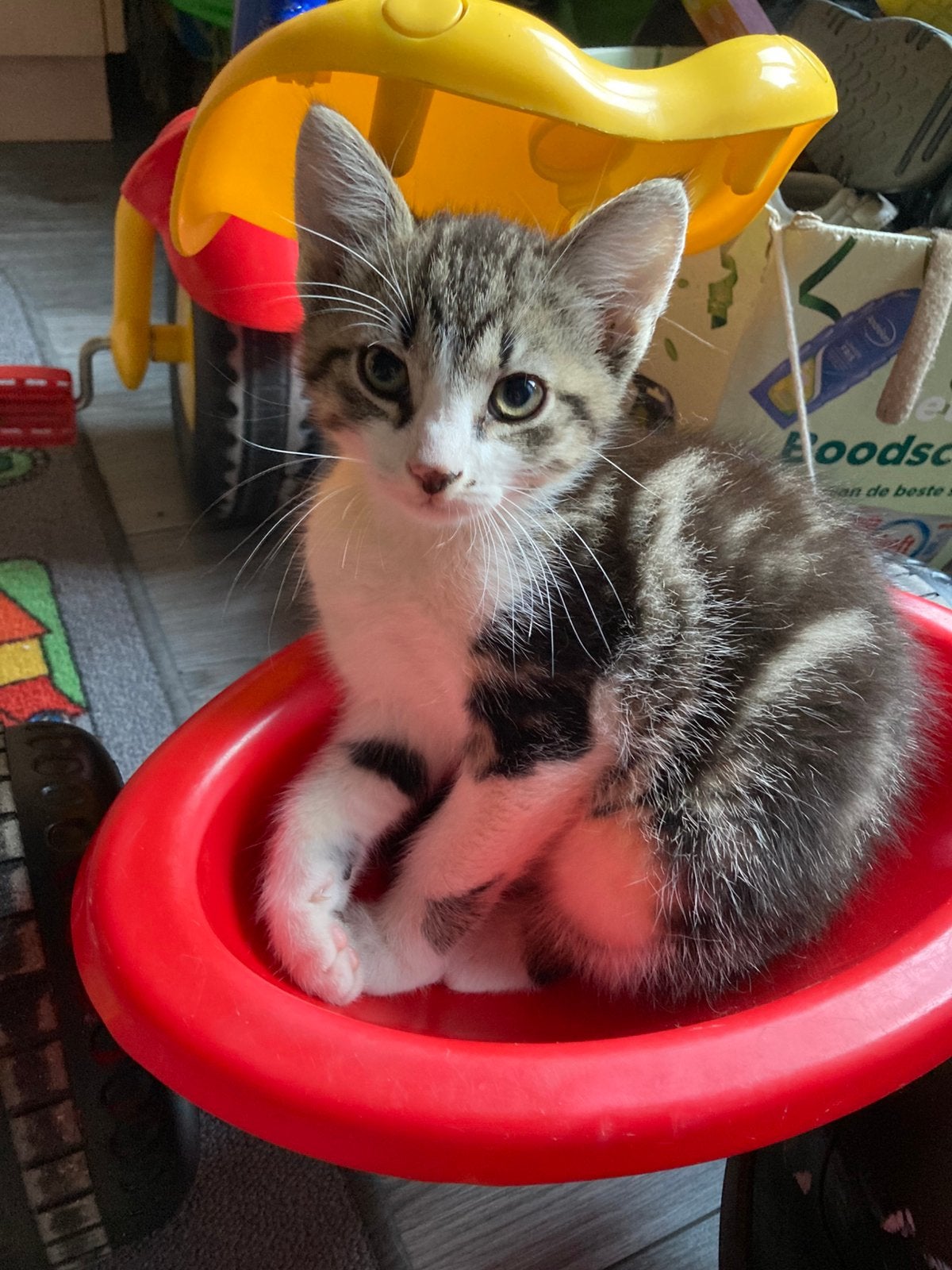 Lief aanhankelijk tijger katertje, Kater