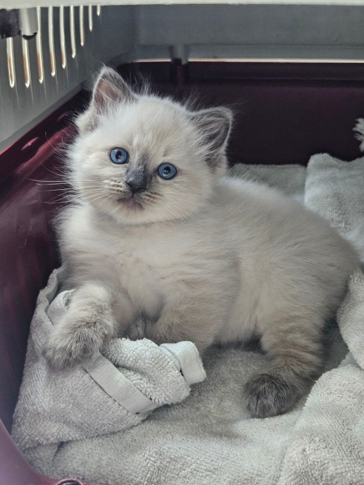 Ragdoll kittens bleu point ️, Dieren en Toebehoren, Katten en Kittens | Raskatten | Langhaar, Meerdere dieren, 0 tot 2 jaar, Gechipt