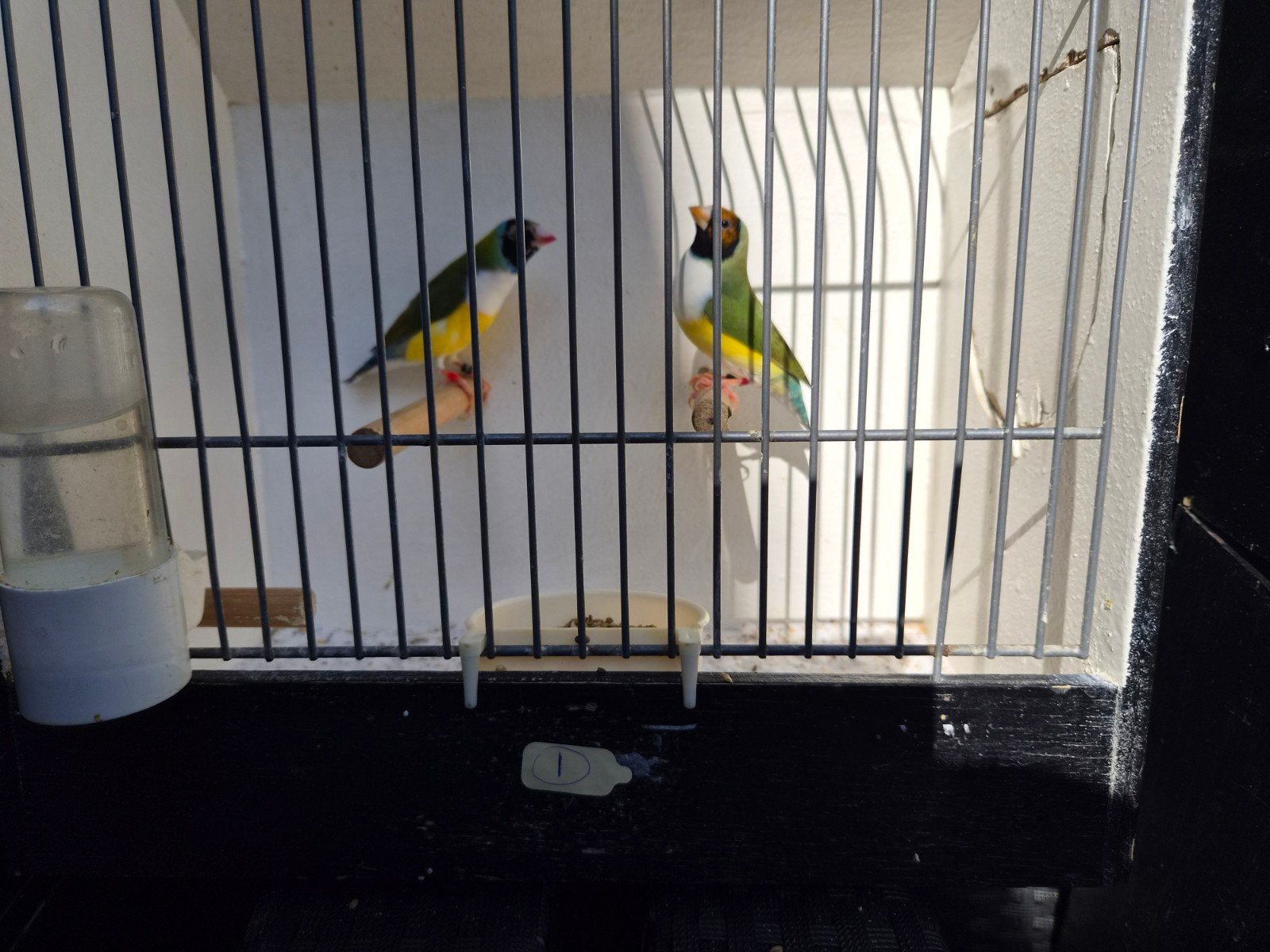 koppel gouldamadine, Meerdere dieren, Tropenvogel, Geringd