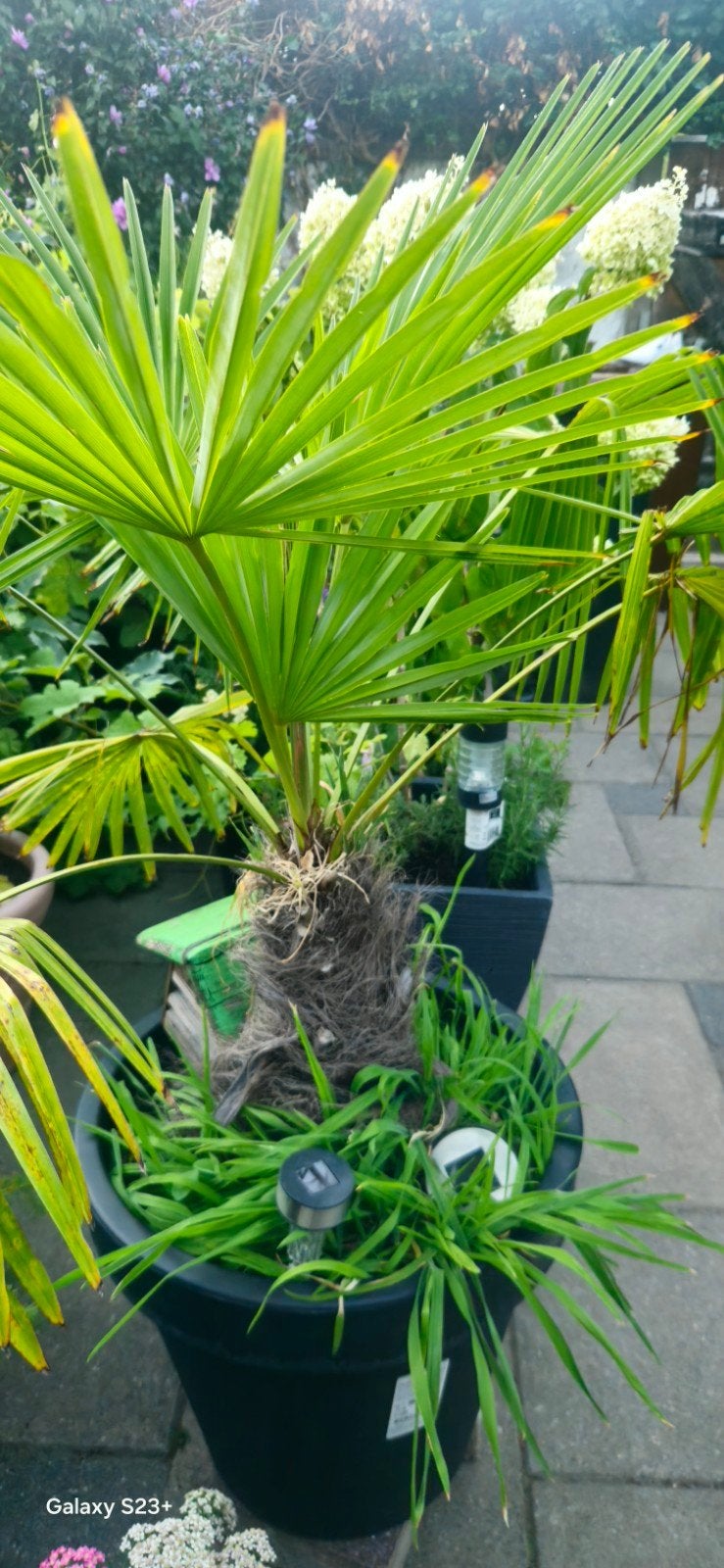 palm  vast plant, Tuin en Terras, Planten | Tuinplanten, Ophalen, Bloeit niet, Overige soorten, Volle zon