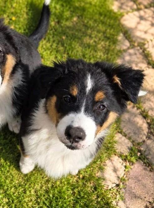 Australian Shepherd puppies, Dieren en Toebehoren, Honden | Herdershonden en Veedrijvers, Particulier, 8 tot 15 weken, Buitenland