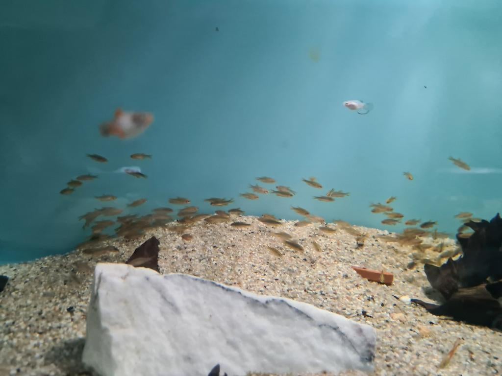 Microrasbora Galaxy bij Sjaka's Fish Heaven, Dieren en Toebehoren, Vis, Zoetwatervis