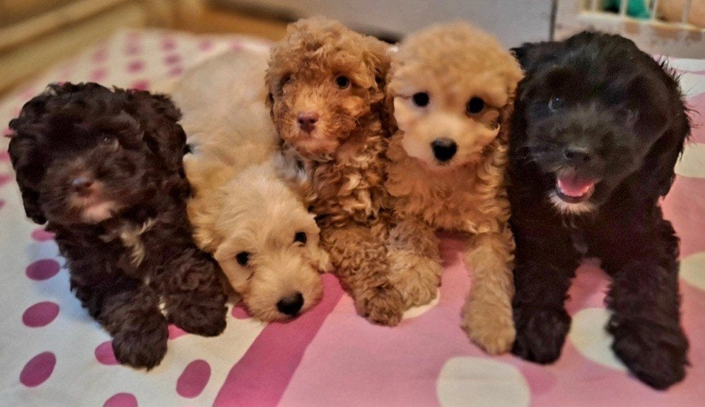 Prachtige Toy Poedel puppy's,  teefjes en reutjes, Dieren en Toebehoren, Honden | Chihuahua's en Gezelschapshonden, Poedel, 8 tot 15 weken