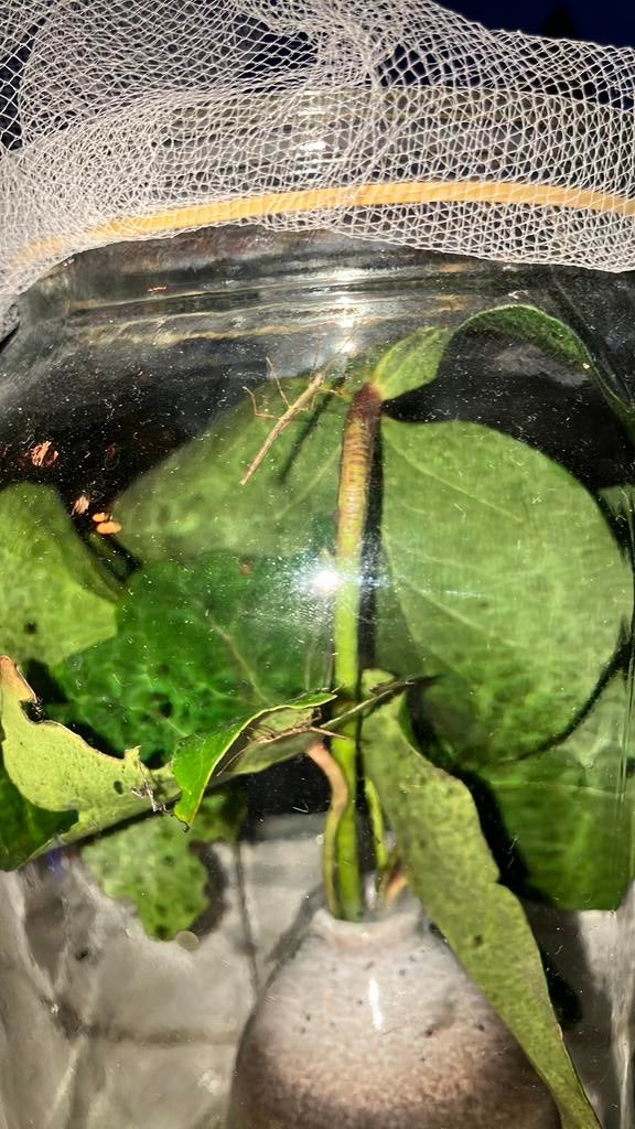 Jonge wandelende takken PSG 1, Dieren en Toebehoren, Insecten en Spinnen, Wandelende tak