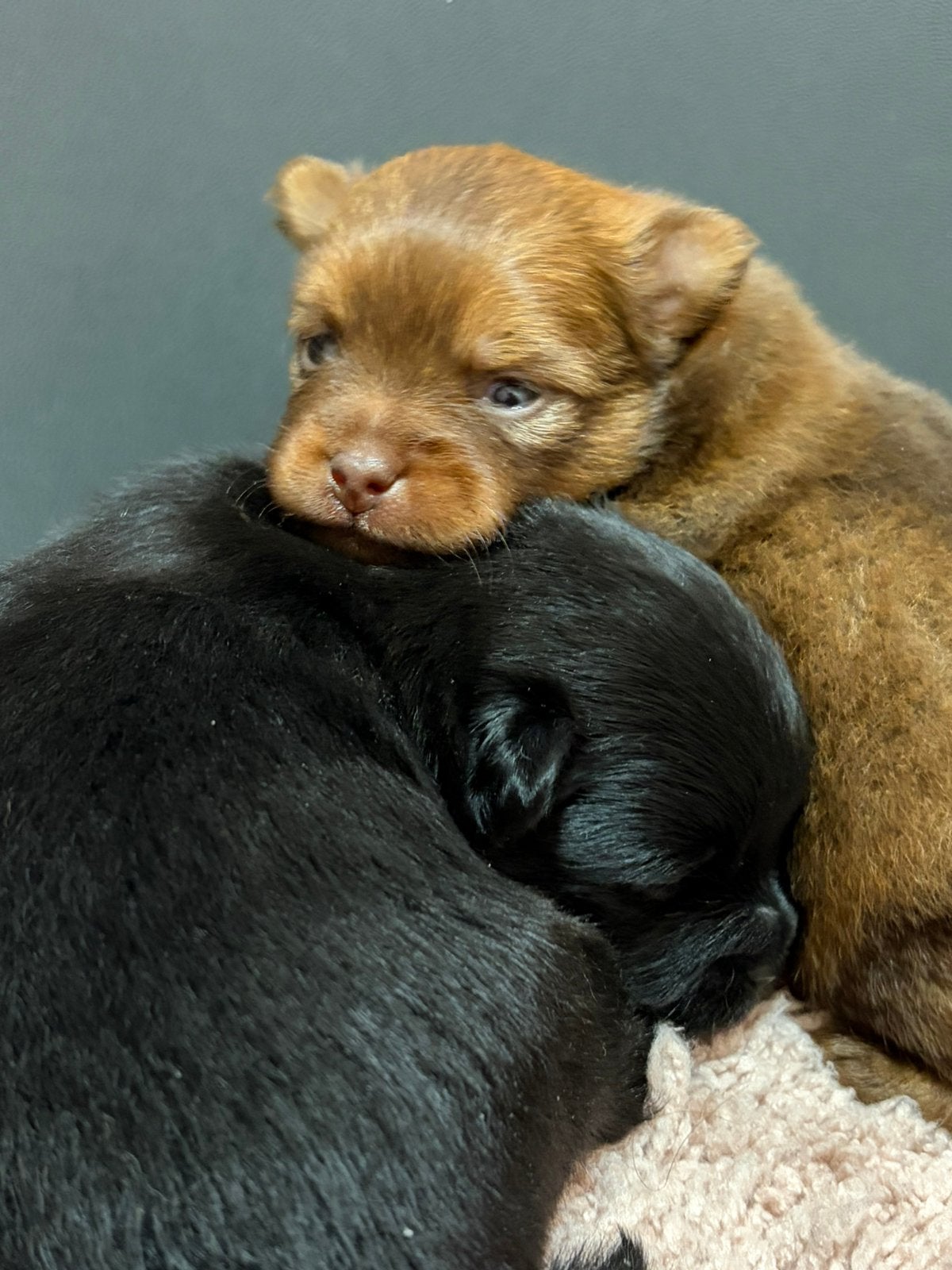 Dwergkees Pomeriaan pups, Keeshond, Reu, 8 tot 15 weken, Parvo