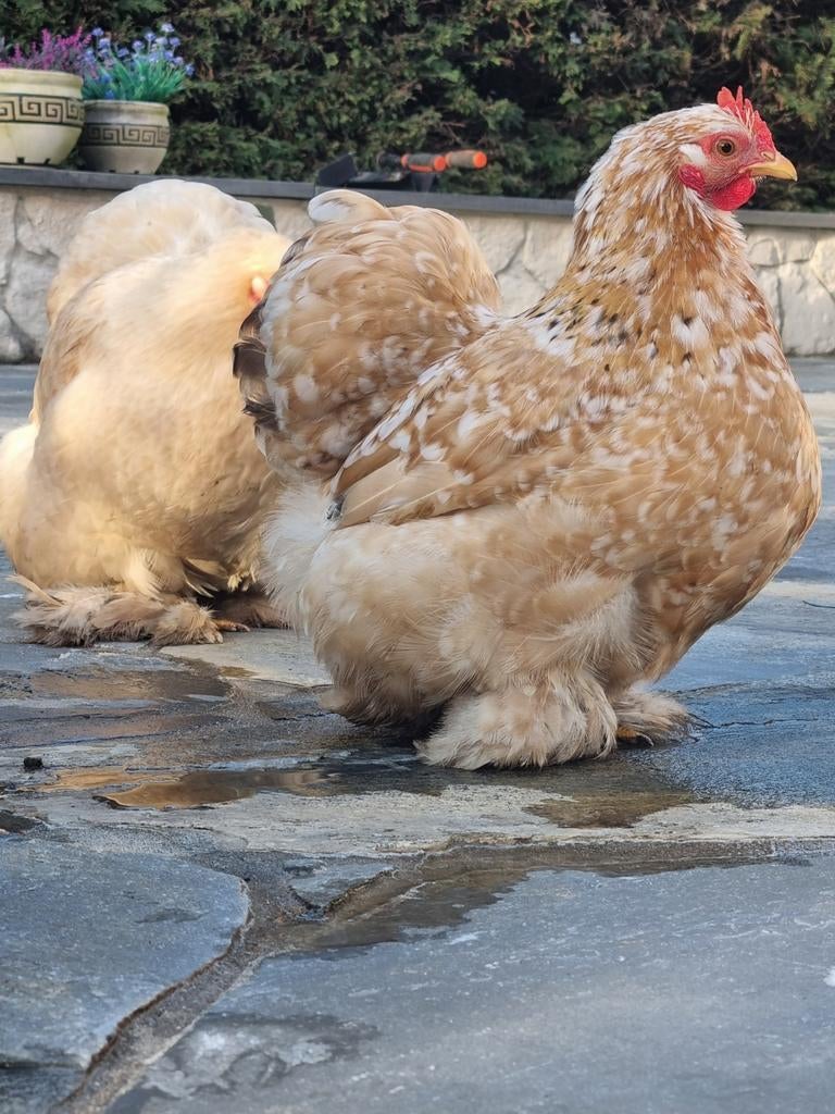 Broedeitjes  / broed eieren van deze mooie Cochin kriel kip, Dieren en Toebehoren, Pluimvee, Kip, Vrouwelijk