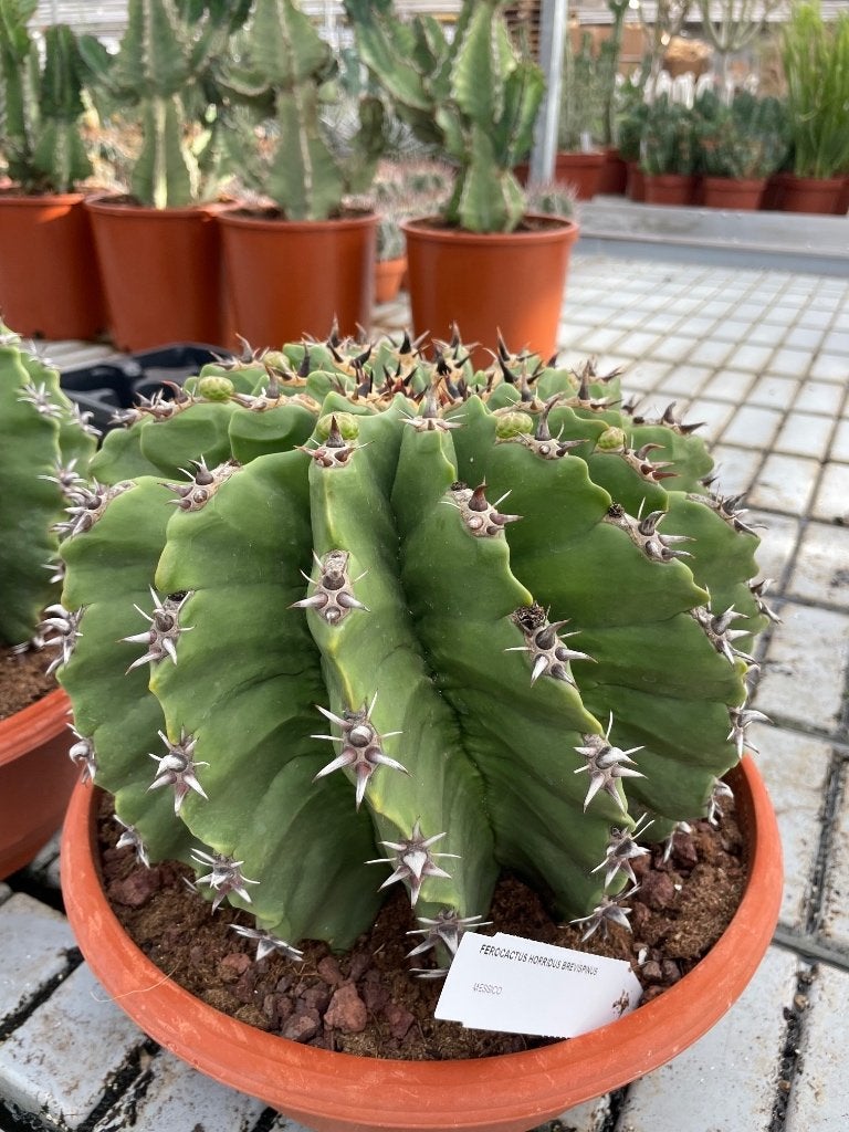 Cactus Ferocactus Horridus F Brevispinus in de 30cm schaal, Huis en Inrichting, Kamerplanten, Ophalen of Verzenden, Minder dan 100 cm