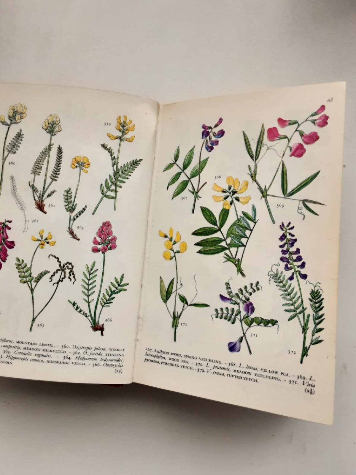 Mountain Flowers in Colour - A. Hexley 1973, Ophalen of Verzenden, Album of Boek