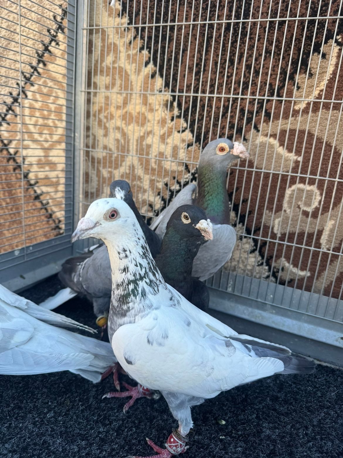 mooie doffers te koop, Dieren en Toebehoren, Vogels | Duiven