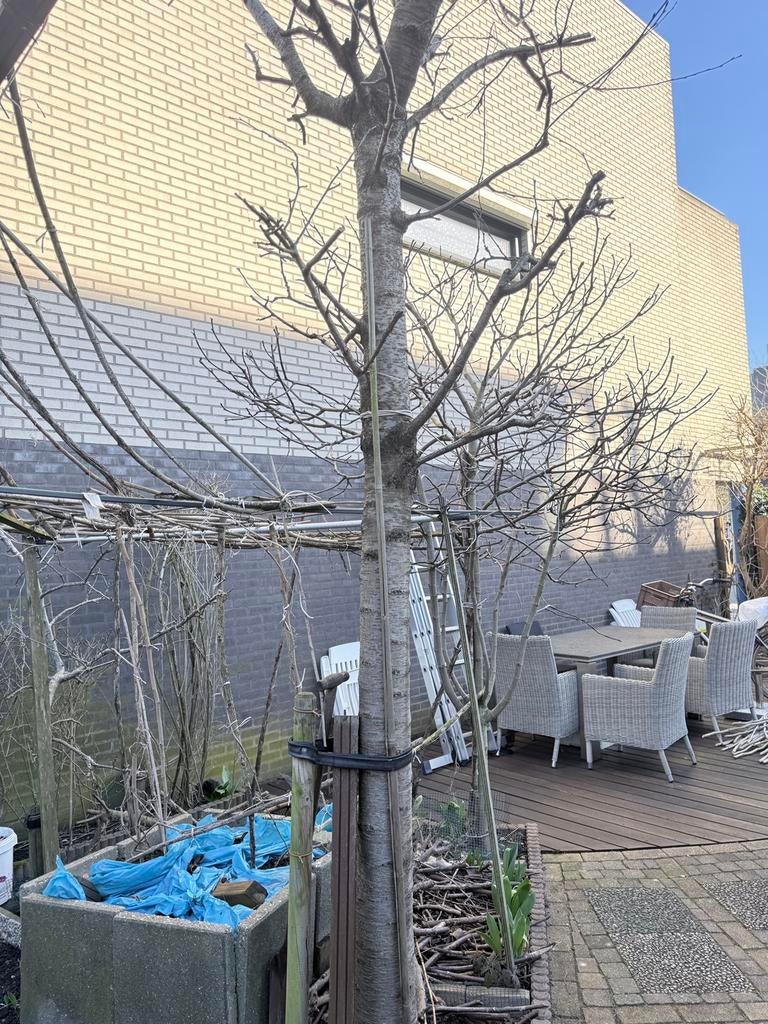Hoog stam kersenboom, Ophalen, Volle zon, Overige soorten