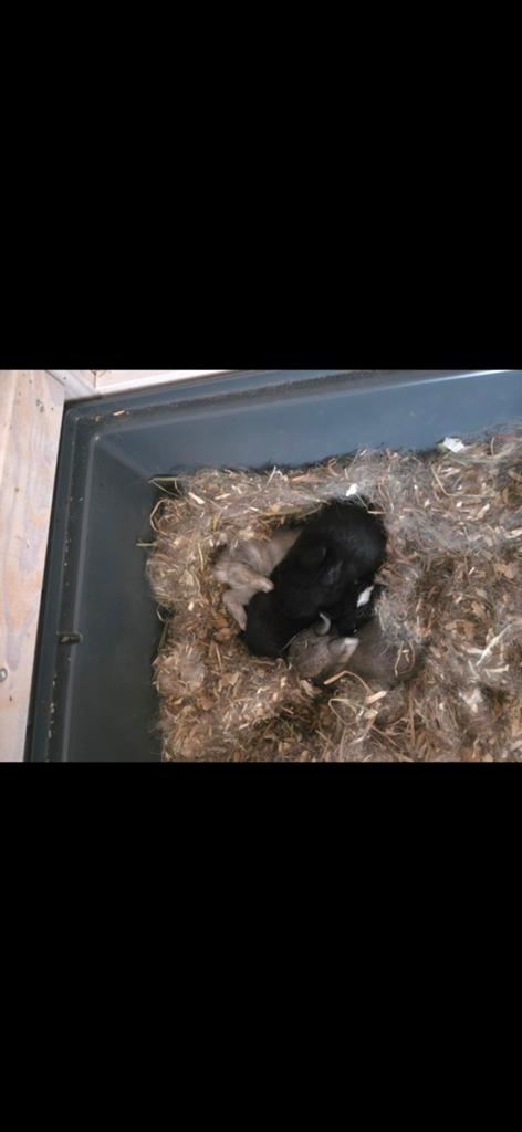 Goed huisje gezocht, Dieren en Toebehoren, Konijnen, Vrouwelijk
