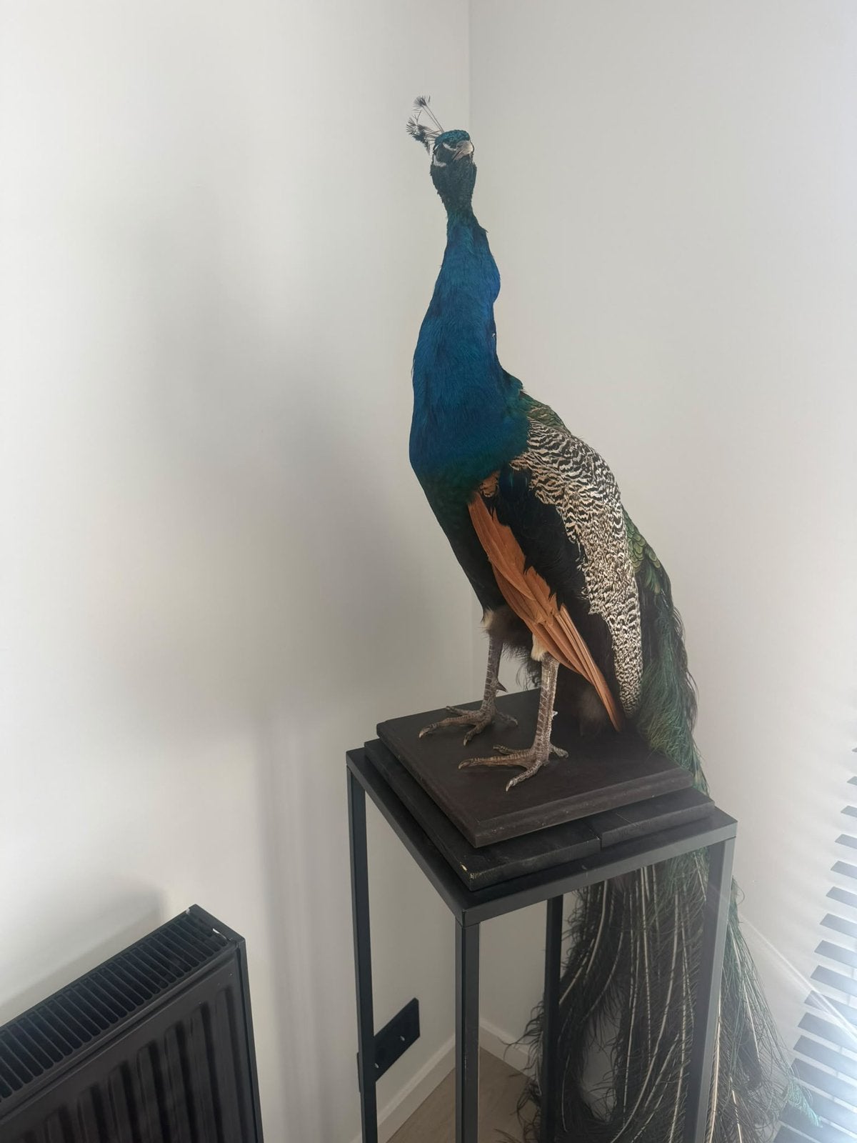Opgezette Pauw – Luxe Decoratie / Eyecatcher, Ophalen of Verzenden
