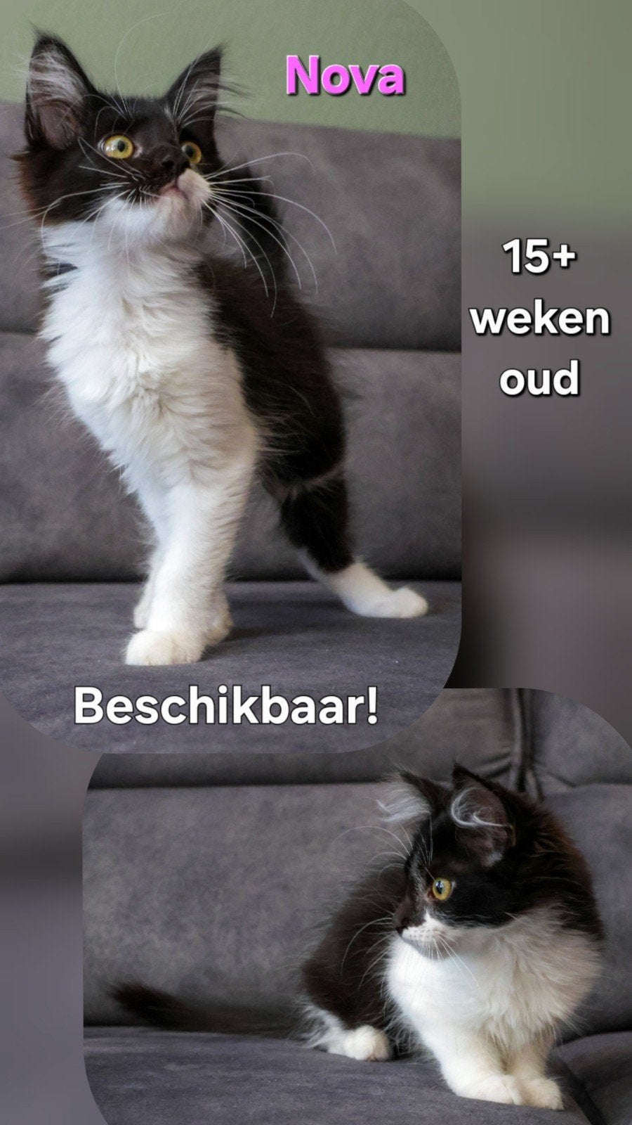 Lieve Maine Coon x American Ringtail kitten zoekt goudenmand, Meerdere dieren, Ontwormd, 0 tot 2 jaar