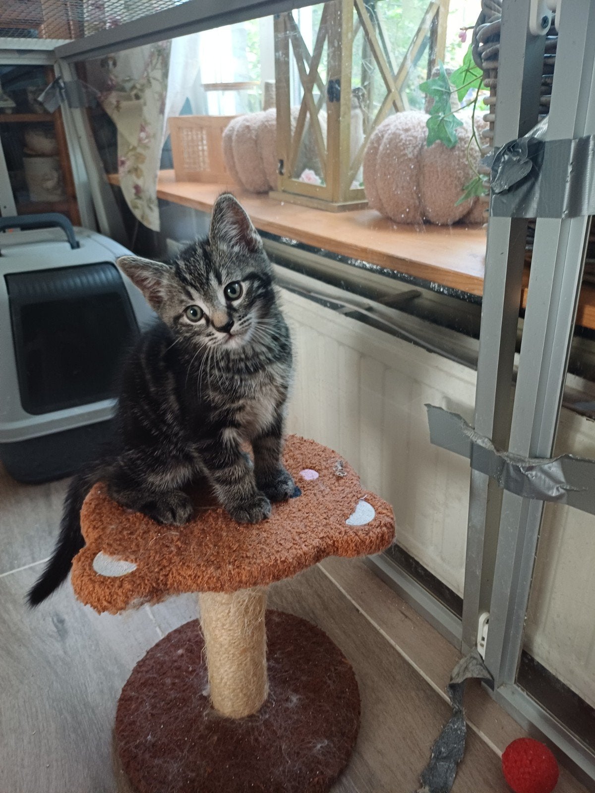 Ragdoll mix, Meerdere dieren