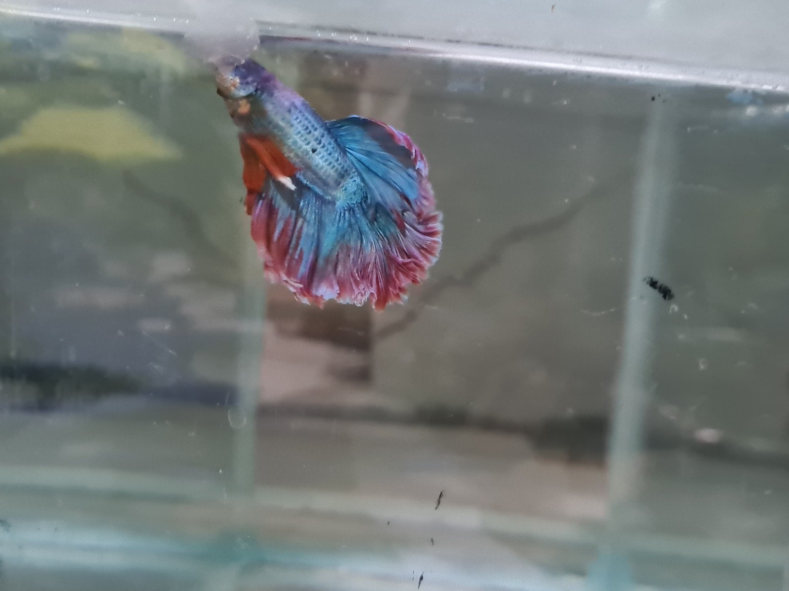 Betta Splendens Super Delta Kempvis man, Vis, Zoetwatervis