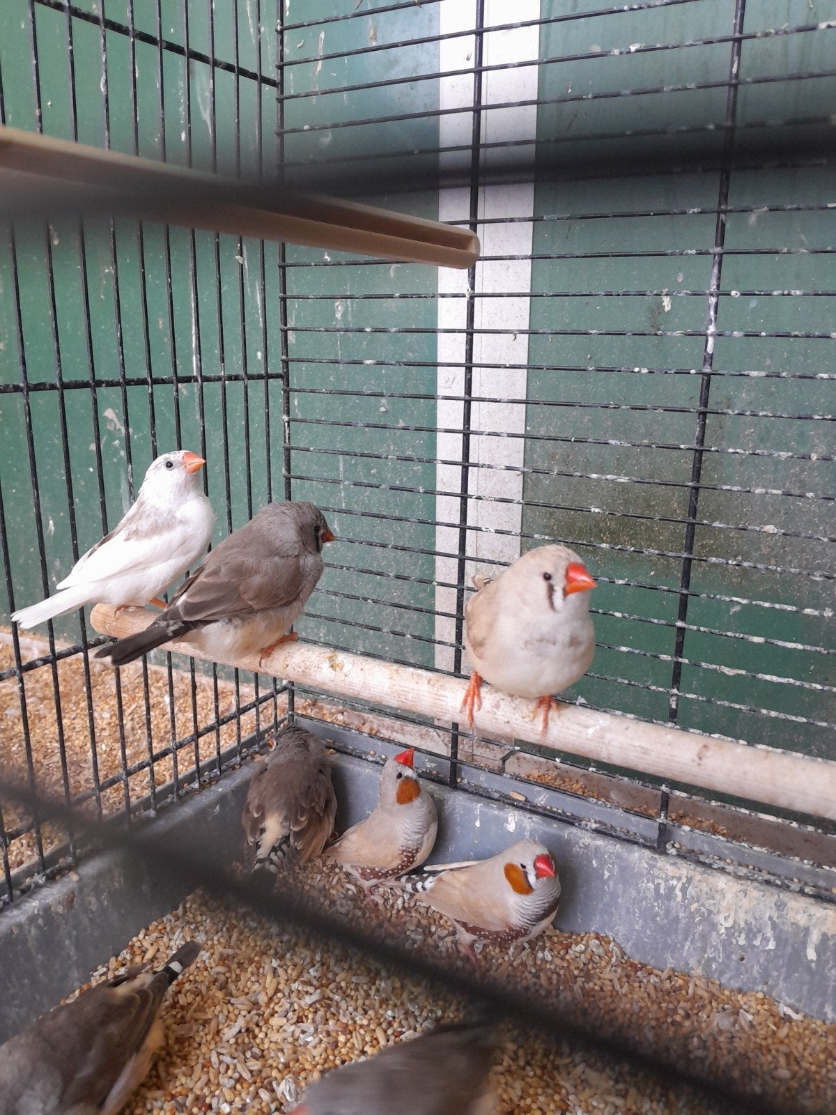 Jonge zebravinken, diverse kleuren!, Meerdere dieren, Tropenvogel