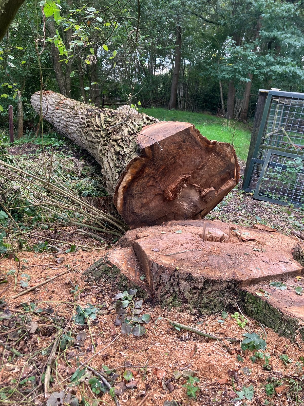 Grote boomstammen voor brandhout of houtbewerking, 6 m³ of meer, Ophalen of Verzenden, Overige houtsoorten, Stammen