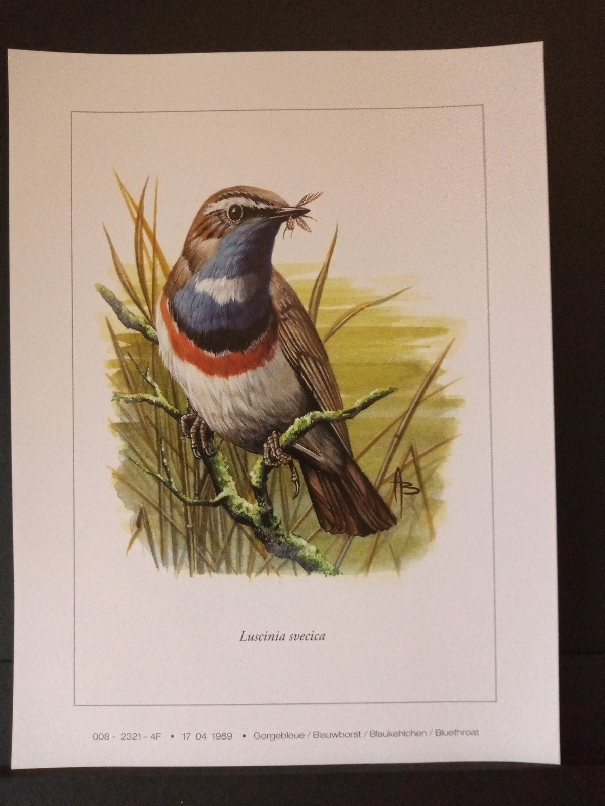 Prent Blauwborst getekend André Buzin tekenaar / illustrator, 1980 tot heden, Ophalen of Verzenden, Zo goed als nieuw, Dier