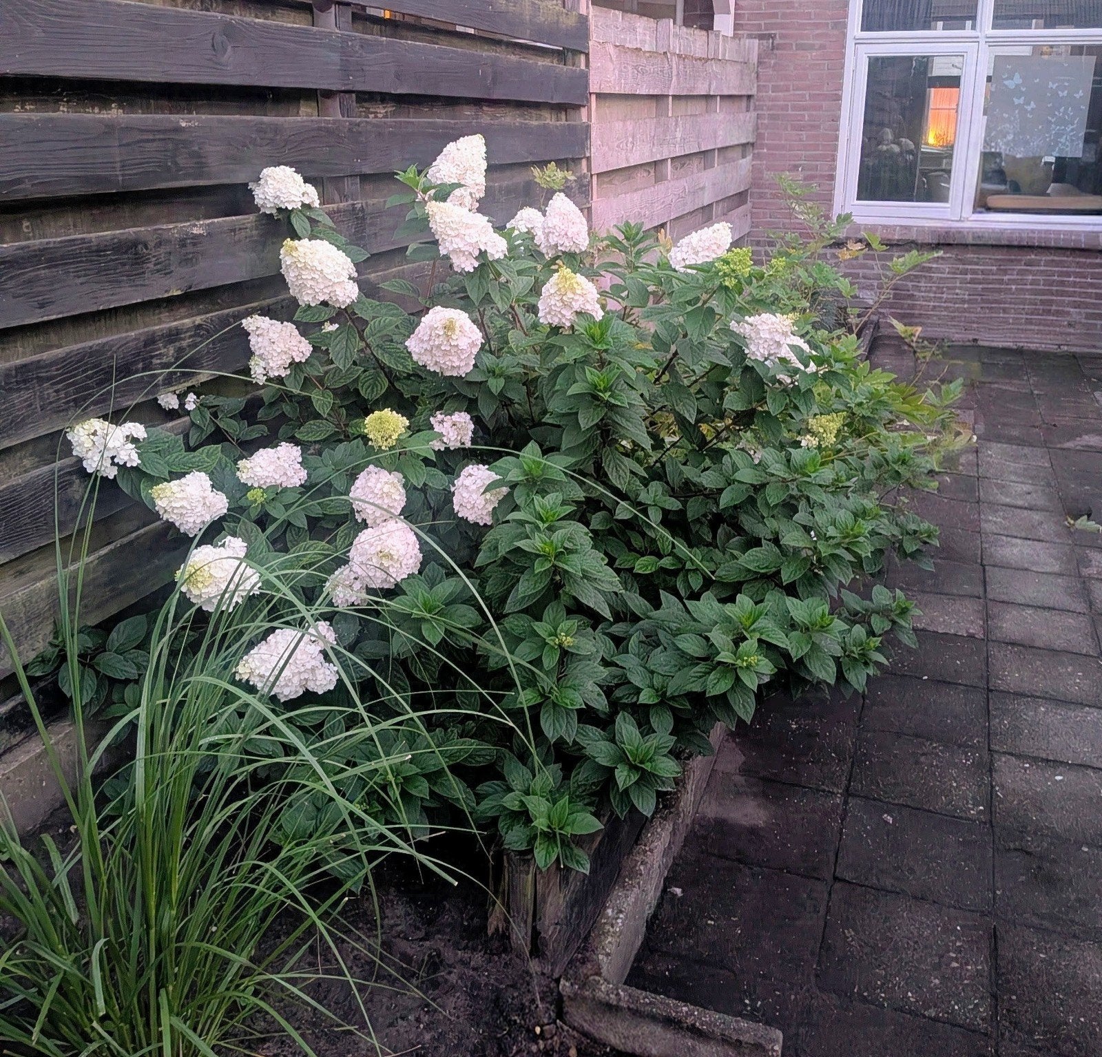 Hortensia – volle, bloeiende struik, Tuin en Terras, Planten | Struiken en Hagen, Ophalen, Hortensia, Minder dan 100 cm