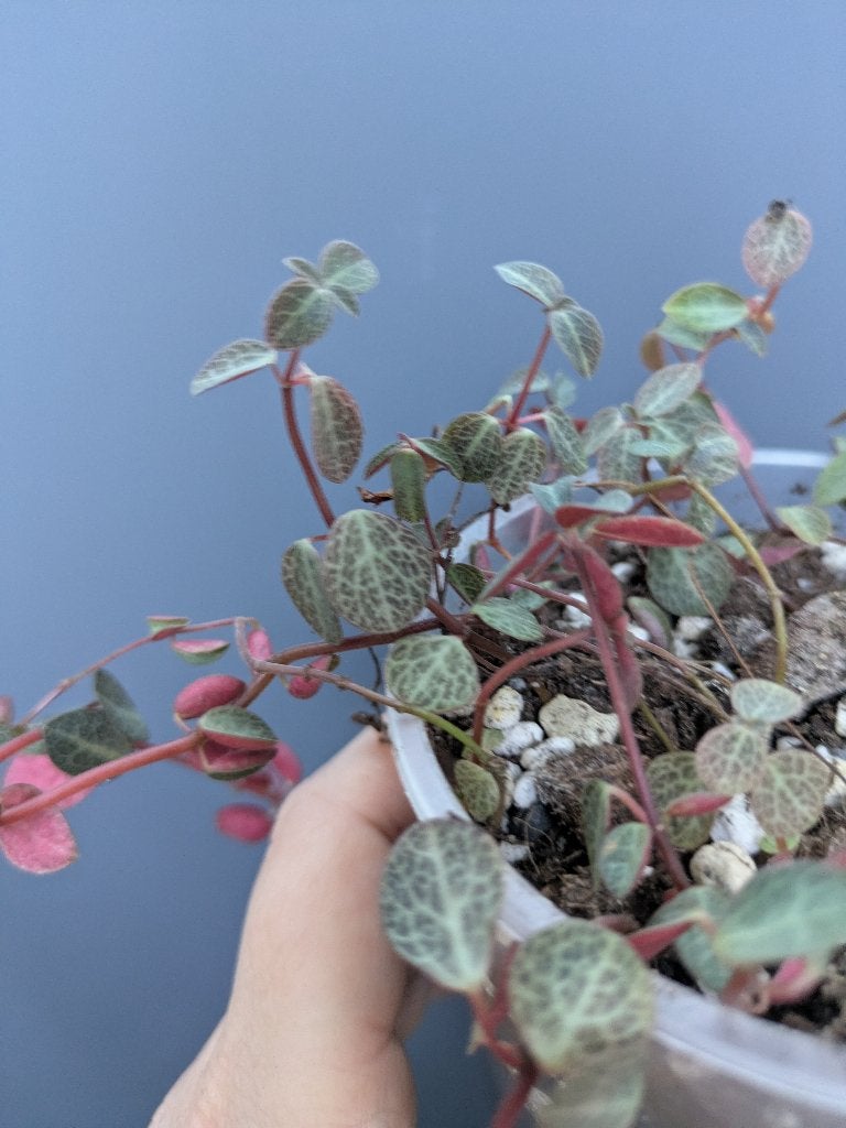 Peperomia Verticillata red stekje, Ophalen of Verzenden, Halfschaduw, Minder dan 100 cm