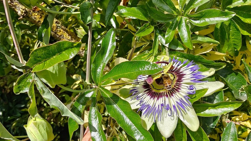 Passiebloem stekjes, moet uitgespit à 2.50 € p st + Stokroos, Tuin en Terras, Volle zon, Tweejarig, Zomer, Ophalen