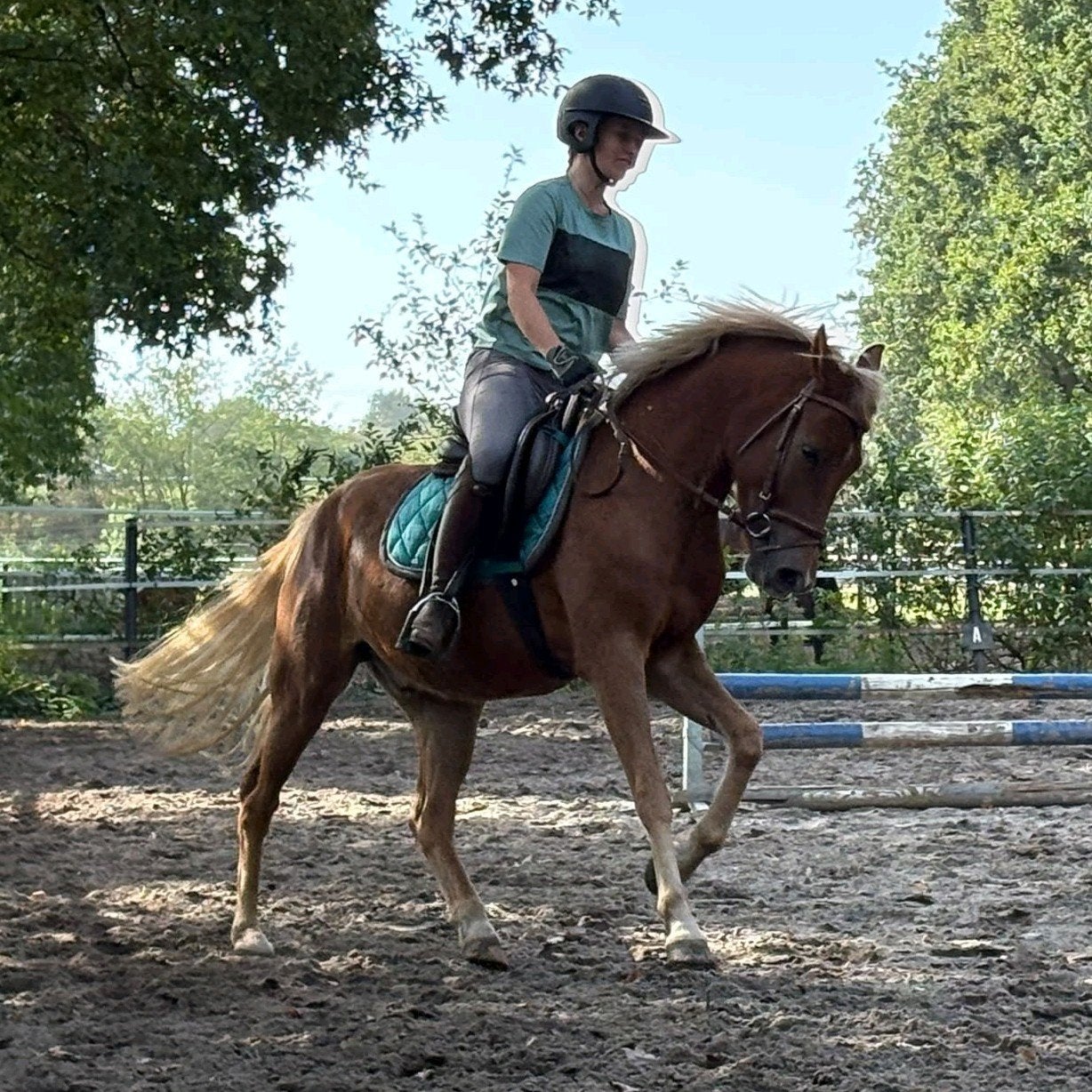 New Forest pony met een gouden karakter, Dieren en Toebehoren, B, Ruin, 3 tot 6 jaar, Ontwormd