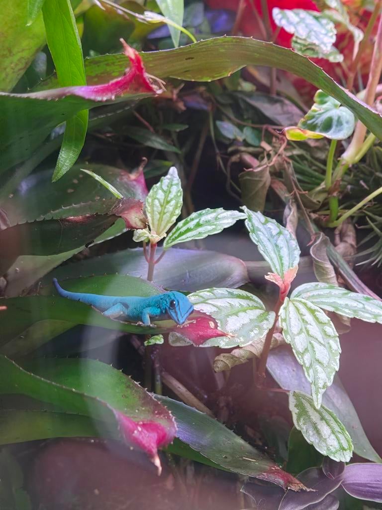 Lygodactylus williamsi / electric blue gecko, Tam, 0 tot 2 jaar