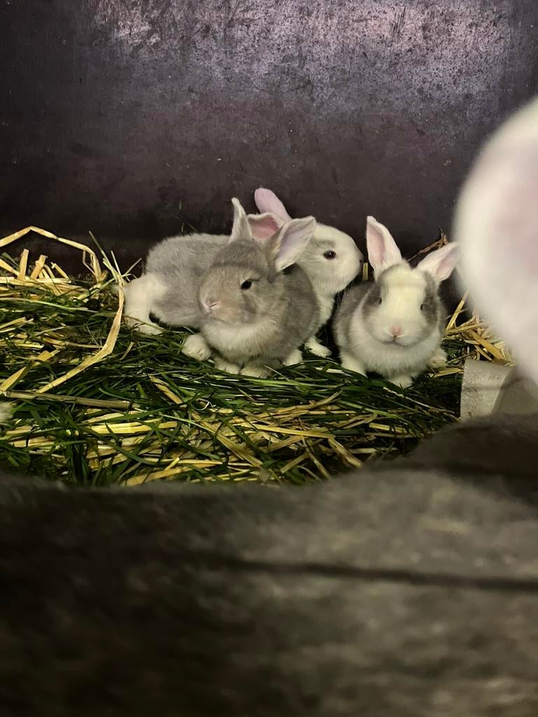 Jonge  vlaamse reuzen, Dieren en Toebehoren, Overige soorten