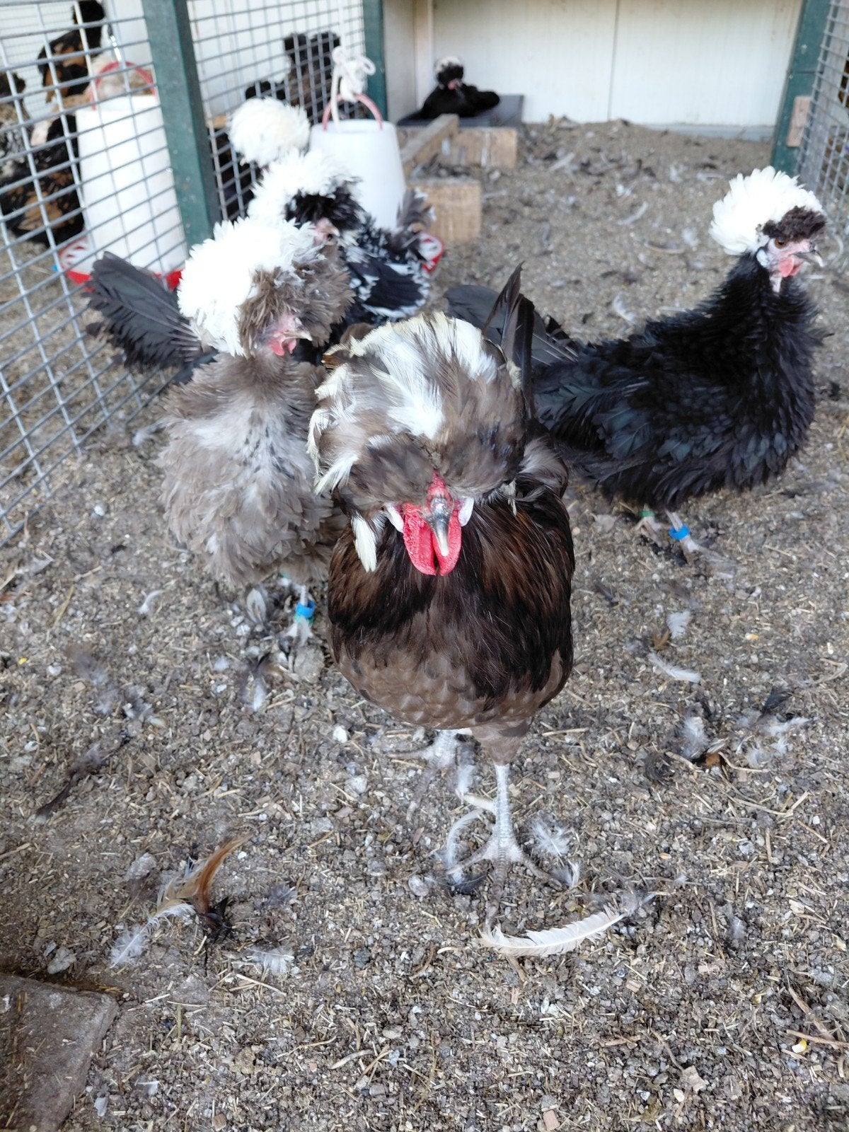 Hennetjes van de Baardkuifhoen en de Hollandse Kuifhoenkriel, Dieren en Toebehoren, Pluimvee, Vrouwelijk, Kip