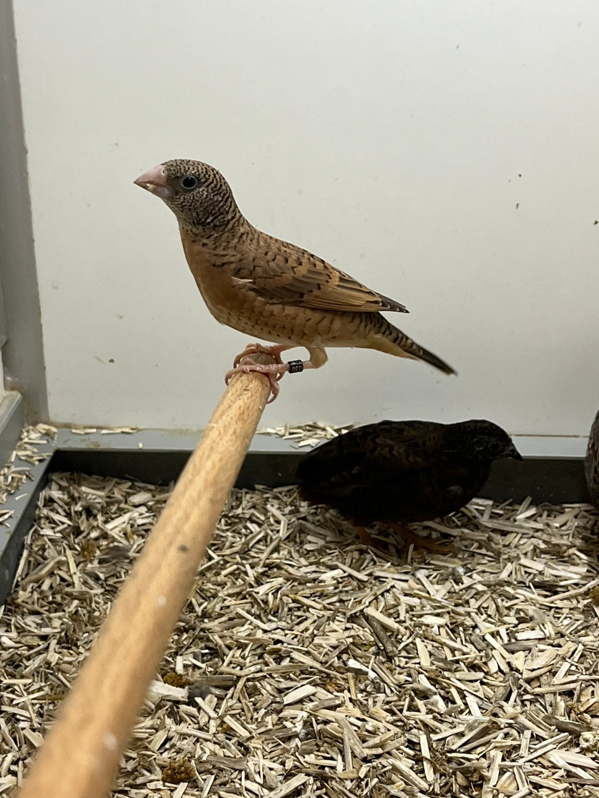 1-1 Bandvink, Dieren en Toebehoren, Meerdere dieren, Tropenvogel, Geringd