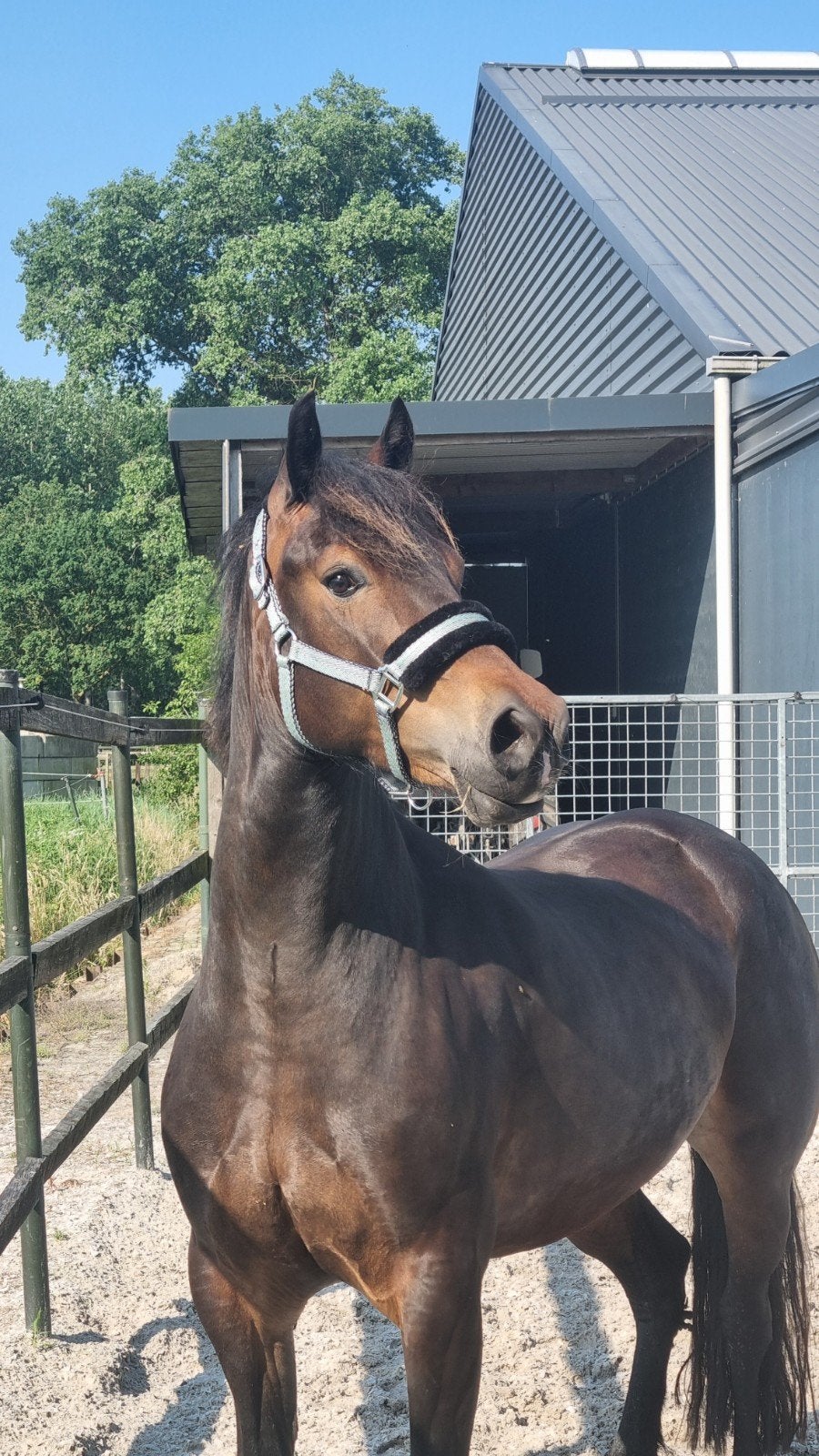 Leuke 4jarige welsh cob merrie, Merrie, Met stamboom, 3 tot 6 jaar, Onbeleerd
