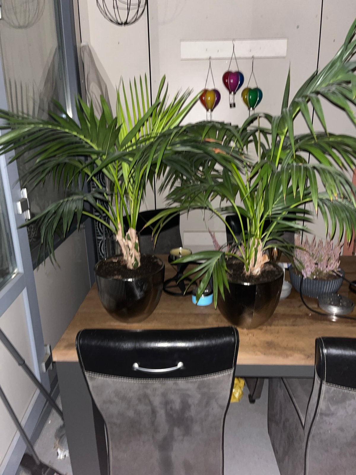 Twee prachtige kentia palmen in stijlvolle potten, Huis en Inrichting, Ophalen, 100 tot 150 cm, Palm, Halfschaduw