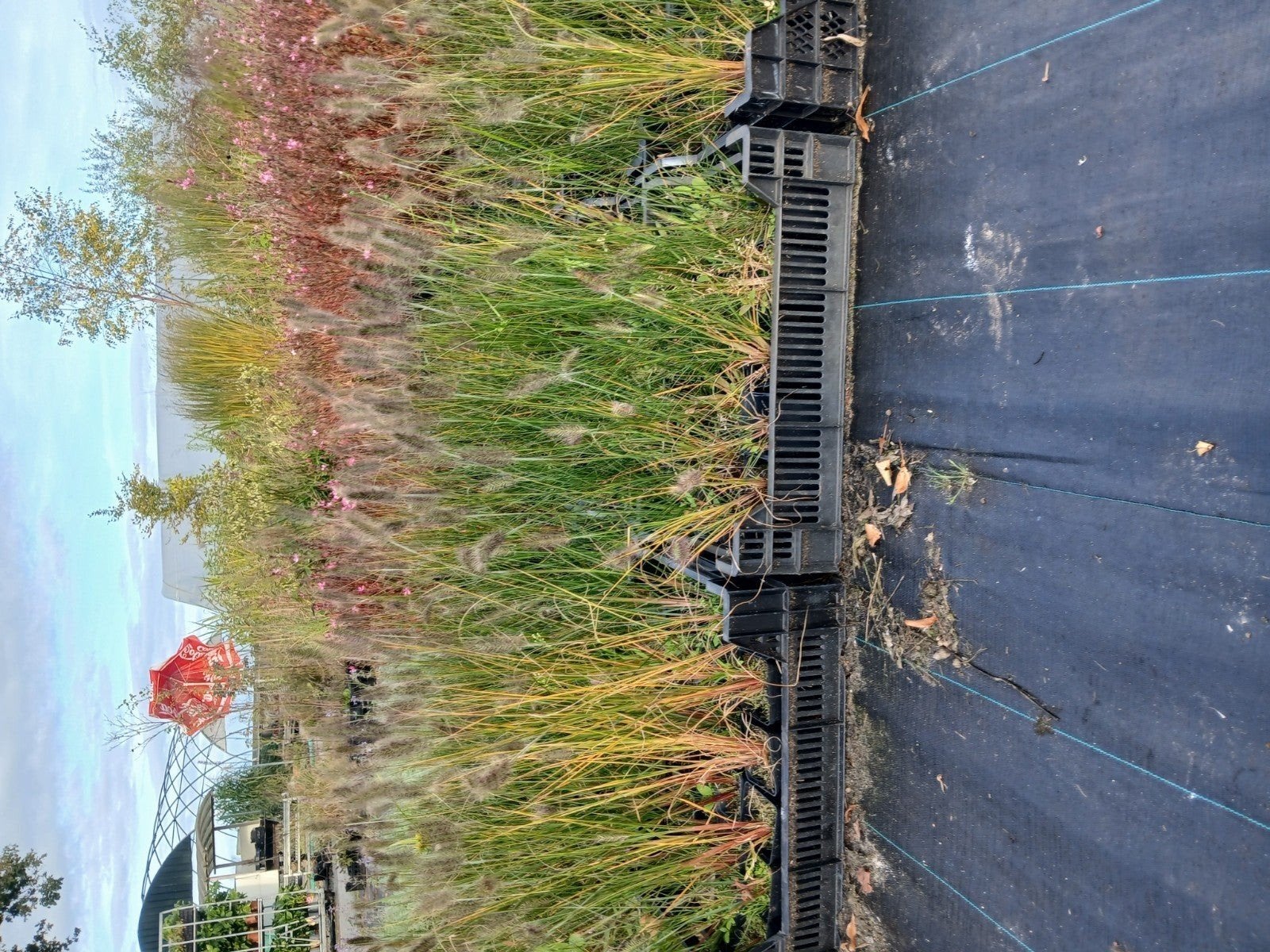Pennisetum Hameln Lampenpoetsersgras - Vaste plant, Tuin en Terras, Volle zon, Vaste plant, Siergrassen, Ophalen of Verzenden