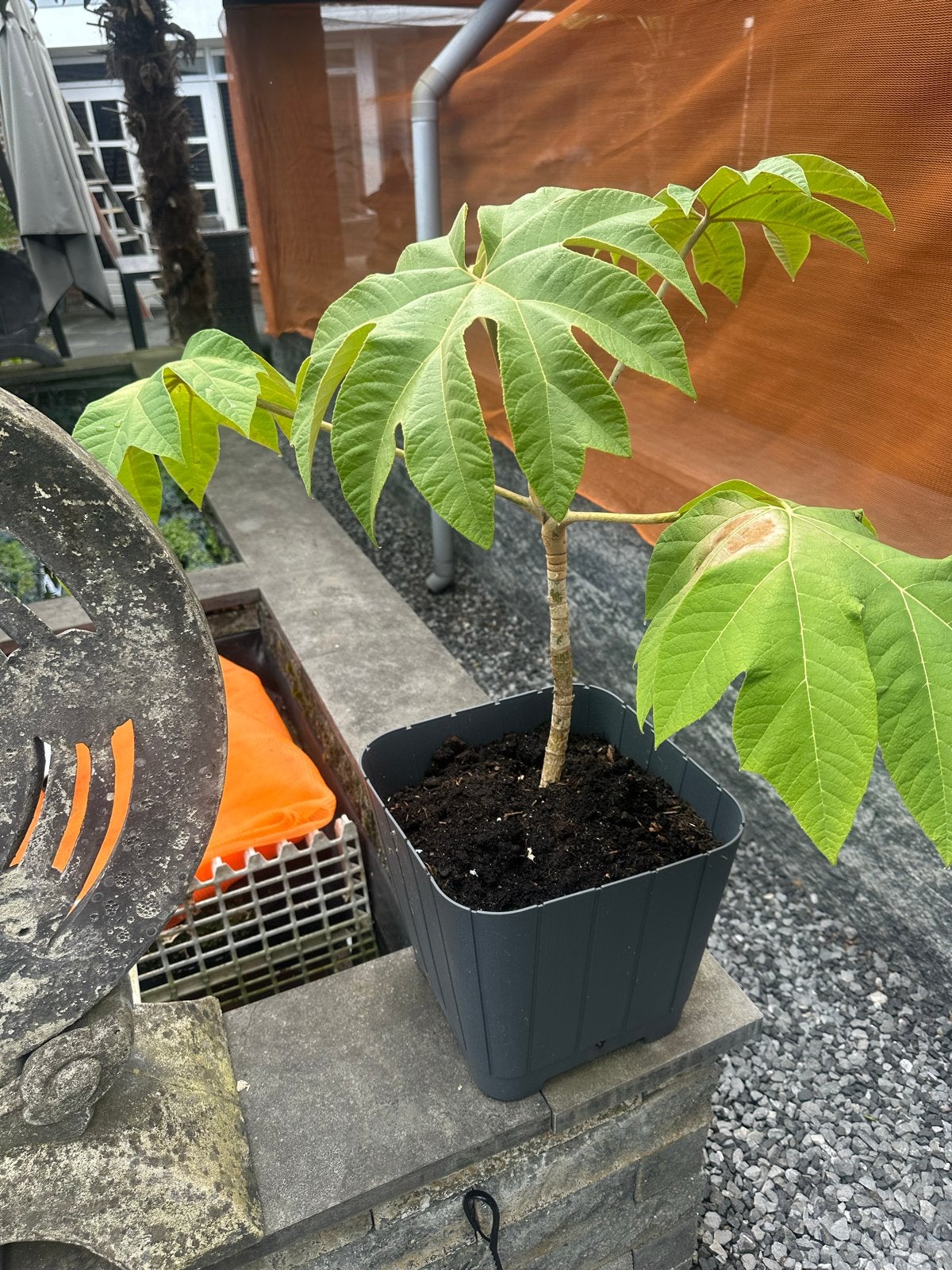 Rijstpapierplant (Tetrapanax papyrifer) - Exotische blikvang, Tuin en Terras, Planten | Tuinplanten, Vaste plant, Bloeit niet