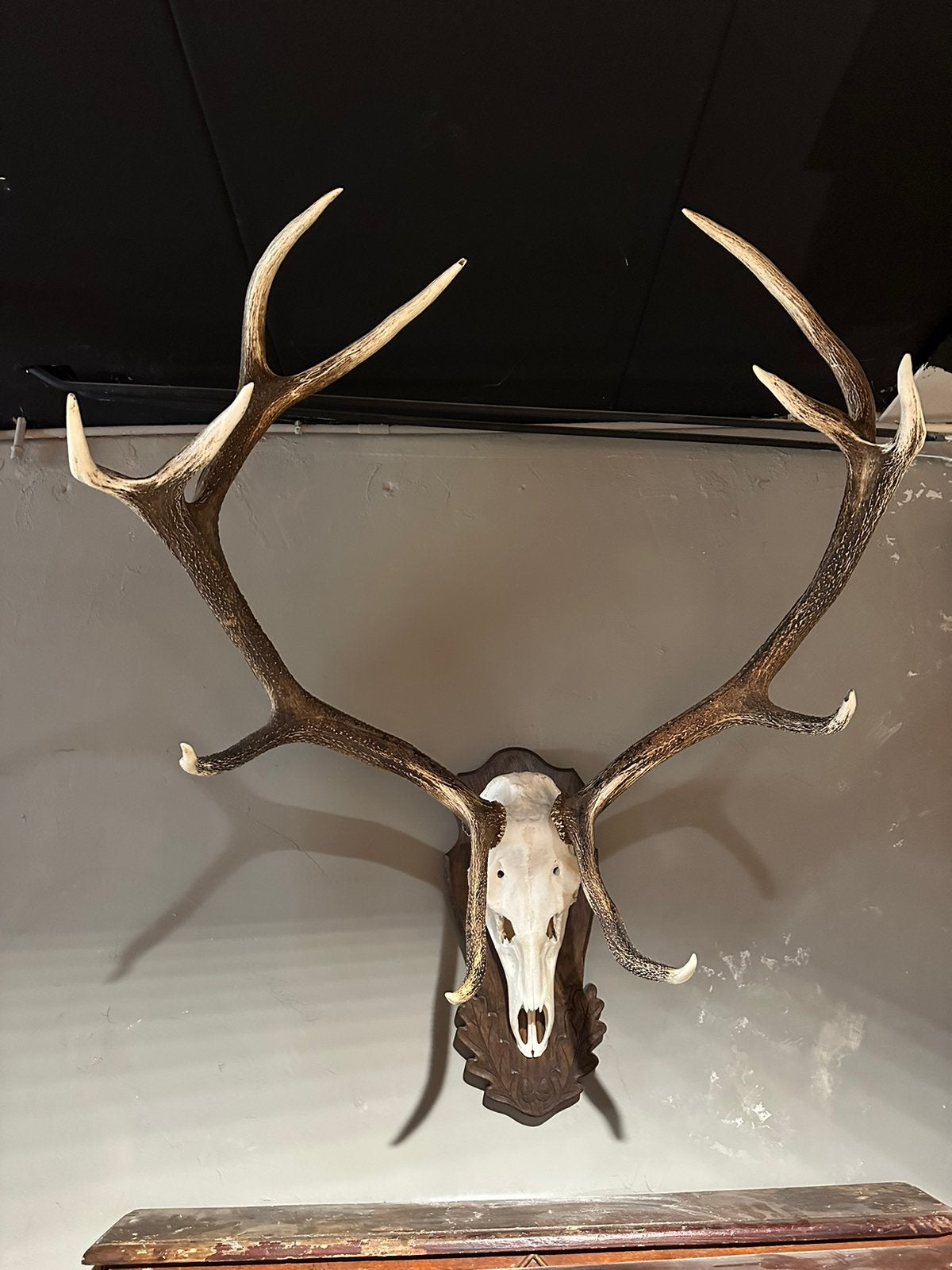 "HENDRICKX "  Edelhert Gewei Groot 12 ender, Ophalen, Zo goed als nieuw, Hert, Gewei of Kop