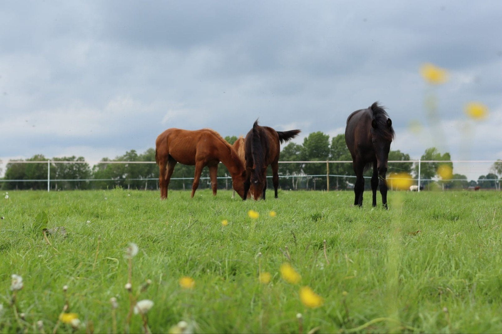 opfok aangeboden hengstveulens, Dieren en Toebehoren, Opfok