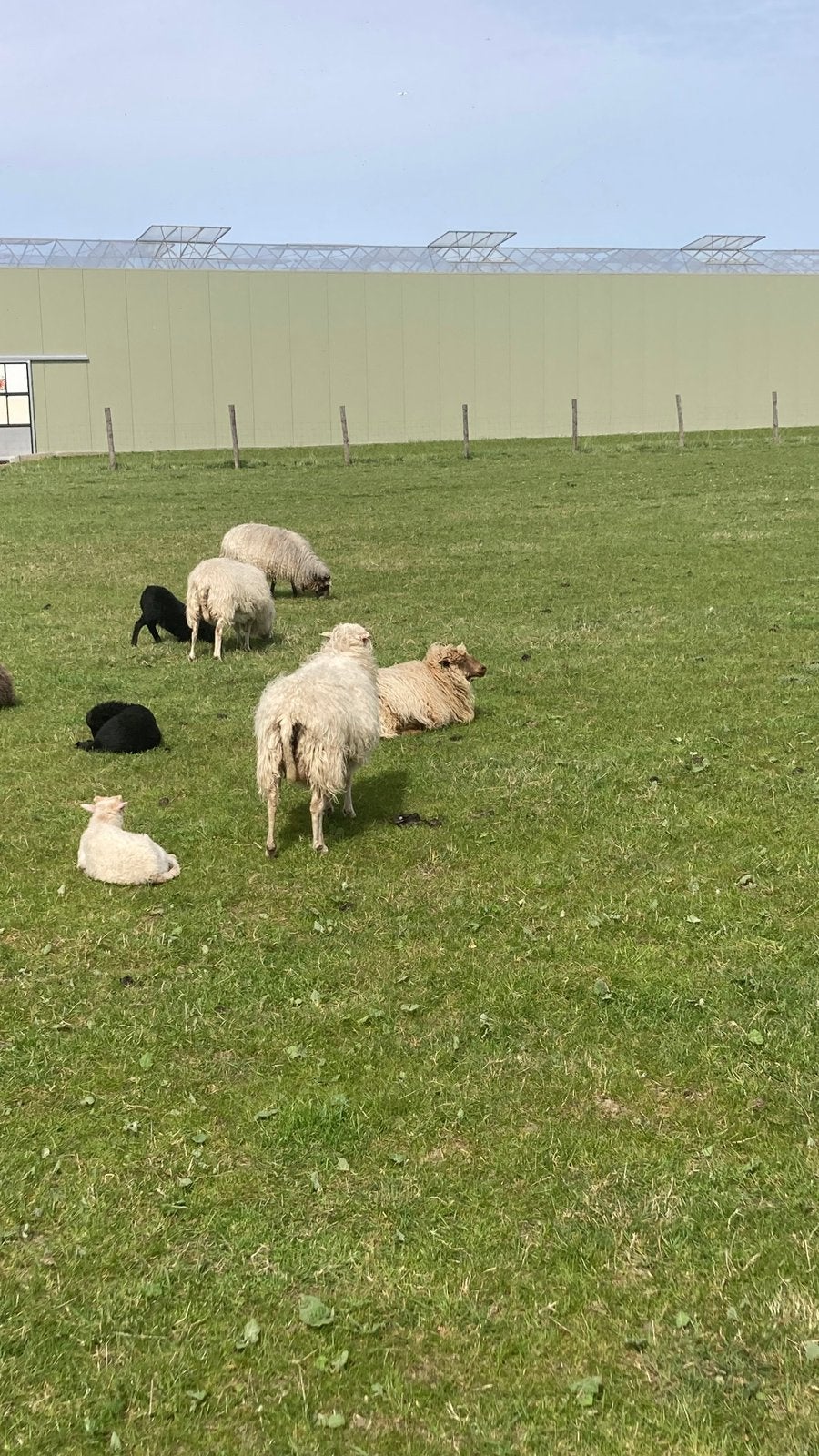 Skudde ramlameren en ooitje, Dieren en Toebehoren, Schapen, Geiten en Varkens, Meerdere dieren, Schaap
